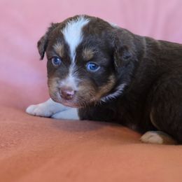 Poppy - Red tri-color female Australian Shepherd puppy in Kingman, Arizona from Long Mt Aussies