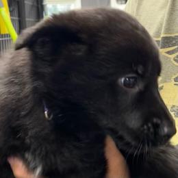 Girl 1-purple - Black female German Shepherd puppy in Sharon Grove, Kentucky from Julie’s Shepherds