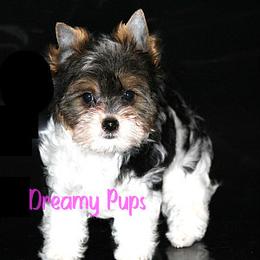 Biewer Terriers and Yorkshire Terriers from Dreamy Pups
