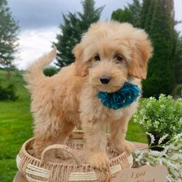Peanut Goldendoodle - Apricot male Goldendoodle puppy in Harrisonburg, Virginia from Curlytail Doodles