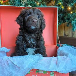 Drummer - Aussiedoodle puppy from Doodle Mountain
