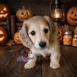 Orion - Cream male Dachshund puppy in Waverly, Ohio from Always Faithful Dachshunds