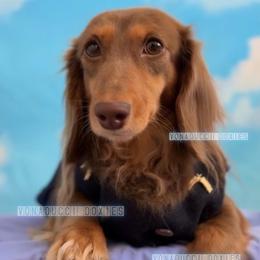 Kzenia - Dachshund