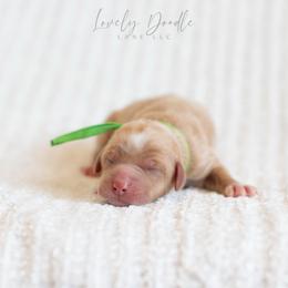 Green Collar Boy - Caramel cream male Australian Labradoodle puppy in Thousand Oaks, California from Lovely Doodle Lane