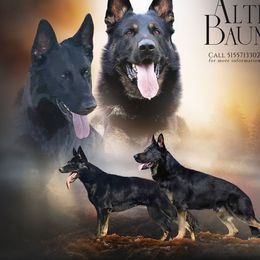 Alphy - German Shepherd
