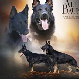 Alphy - German Shepherd