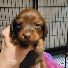 Dachshunds from Yelena's Dachshunds