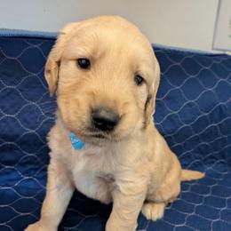 Bonsai - Golden male Golden Retriever puppy in Pamplin, Virginia from Hope & Joy Acres