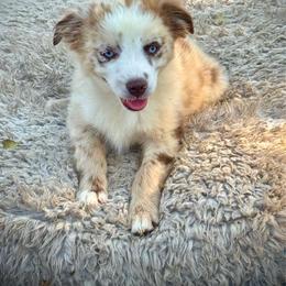 Merle female 2 - Red merle female Miniature Australian Shepherd puppy in Lemon Cove, California from Magic Ranch Mini Aussies