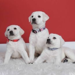 Mr Green - male Labrador Retriever puppy in Missouri City, Texas from Labrador Retriever Puppies