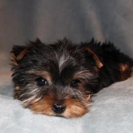 Winston - Black and tan male Yorkshire Terrier puppy in Saint Clair, Missouri from Missouri Yorkies