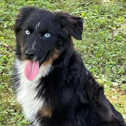 Brawl - Black tri-color male Australian Shepherd puppy in Albertville, Alabama from Salt Creek Aussies