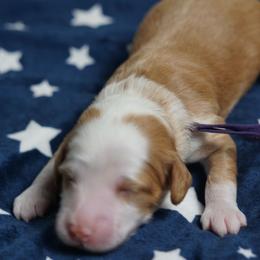 Kasey - Caramel ice male Australian Labradoodle puppy in Fontana, California from Glory Labradoodle’s