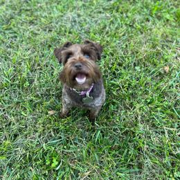 Dessa - Miniature Schnauzer