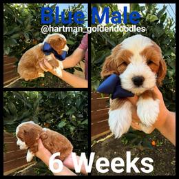Blue - Parti male Goldendoodle puppy in Upland, California from Hartman Goldendoodles