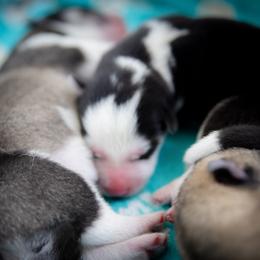 Siberian Husky Puppies from Ivie Huskies