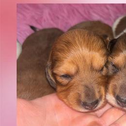 Red little girl - Dapple female Dachshund puppy in Coeburn, Virginia from Southern Sweetheart Kennels