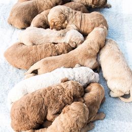 Goldendoodle Puppies from Rolling Oak Doodles