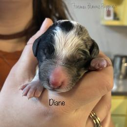 Diane - Parti female Poodle puppy in Sedalia, Missouri from Farmer Brown's Puppies