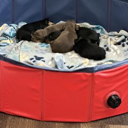 Dachshund Puppies from Johnson’s Weiner Farm