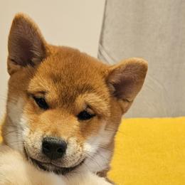 Shiba Inu from KurguzkinShiba