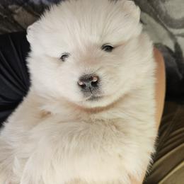 AKC Male 'Mellow' - White male Samoyed puppy in Tombstone, Arizona from High Lonesome