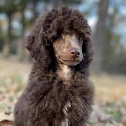 Poodles from Poetry Poodles