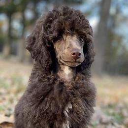 Poodles from Poetry Poodles