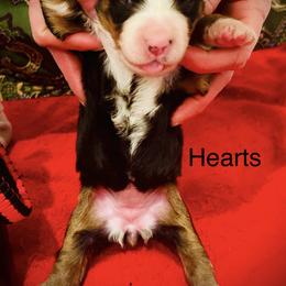 Hearts OFA - Black rust and white female Bernese Mountain Dog puppy in Strasburg, Ohio from Lois Allison