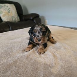 Hope - Merle female Cavapoo puppy in Floyd, Virginia from Hearts and Paws Poodles and Doodles