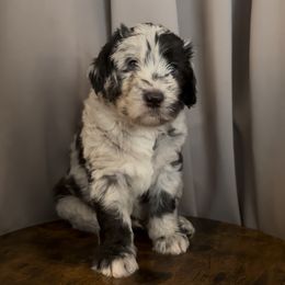 Peeta - Merle male Assorted Doodle Crosses puppy in Mesa, Arizona from Arizona Doodle Trails