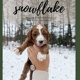 Snowfake - Red  female Goldendoodle puppy in Brookville, Pennsylvania from Woodland Mountain Doodles
