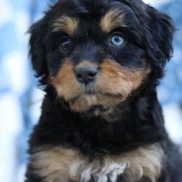Rori - Black tri-color female Aussiedoodle puppy in Orleans, Indiana from Mae Blossom Puppies
