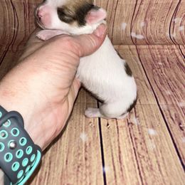 Male 1 - Sable spotted white male Chihuahua puppy in Palmyra, Indiana from Country Star Chihuahuas