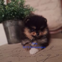 Tony - Black and tan male Pomeranian puppy in Oologah, Oklahoma from GG's Pomeranians
