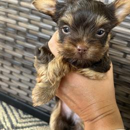 Yorkshire Terrier Puppies from MN Yorkies