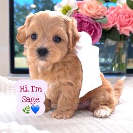 Sage - Apricot male Maltipoo puppy in Spring, Texas from GlamPaw Maltipoos