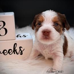 Girl 4 mint - Parti female Yorkshire Terrier puppy in Machesney Park, Illinois from Three Yorkie Family