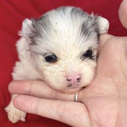 Snowelle Lou - Blue merle female Pomeranian puppy in Douglas, Massachusetts from Country Oak Poms LLC