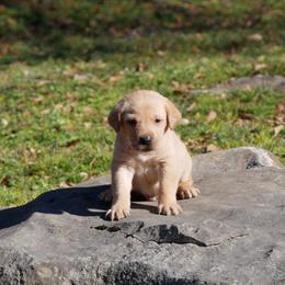 Sunrise - Black male Labrador Retriever puppy in Buffalo Valley, Tennessee from Buffalo Valley Breeders
