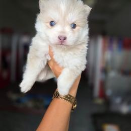 Graham - Merle male Pomsky puppy in Mc Callsburg, Iowa from SZ Rolling Acres LLC