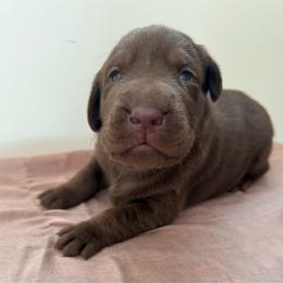 Chocolate boy 1 - Chocolate male Labrador Retriever puppy in Elkmont, Alabama from Sleepy Hound Farm