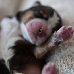 Caramel - Sable female Bernedoodle puppy in Delta, Pennsylvania from KEE Bernedoodles