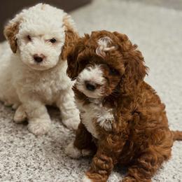 Bernedoodle, Goldendoodle, and Poodle Puppies from 4goldendoodles