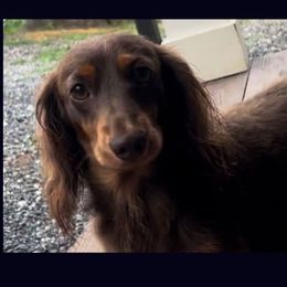 Little Girl - Dachshund