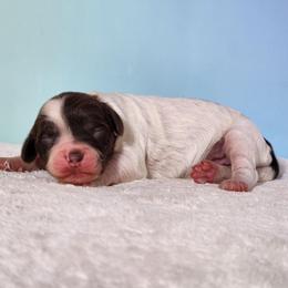 Tessa - Brown and white female Cockapoo puppy in Louisburg, North Carolina from Raven Oak's Mini Cockapoos and Mini Dachshunds
