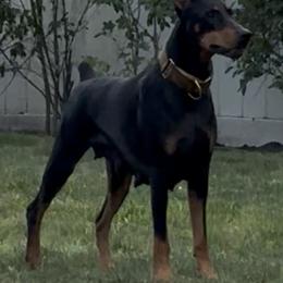 Doberman Pinscher Puppies from Ocean’s Breeze Doberman Pinschers