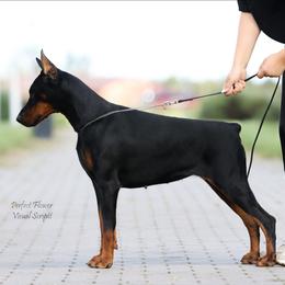 Raya - Doberman Pinscher