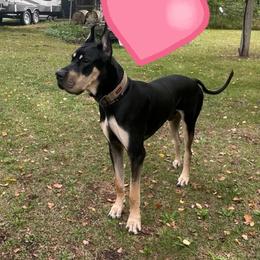 avari - Great Dane