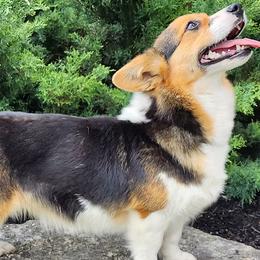 Willow - Pembroke Welsh Corgi